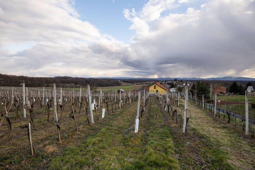 Vina Knehtl - Medenjak