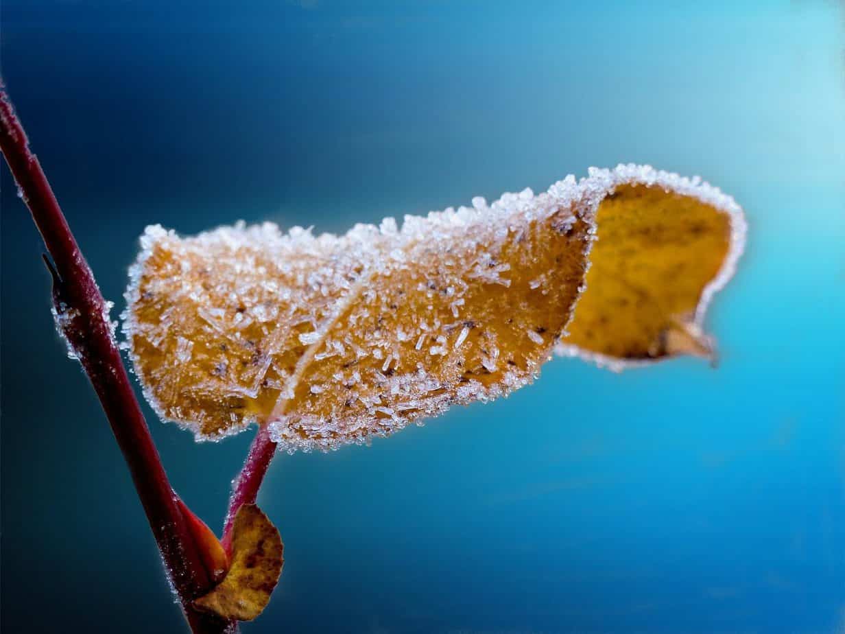 frosted-204921_1920