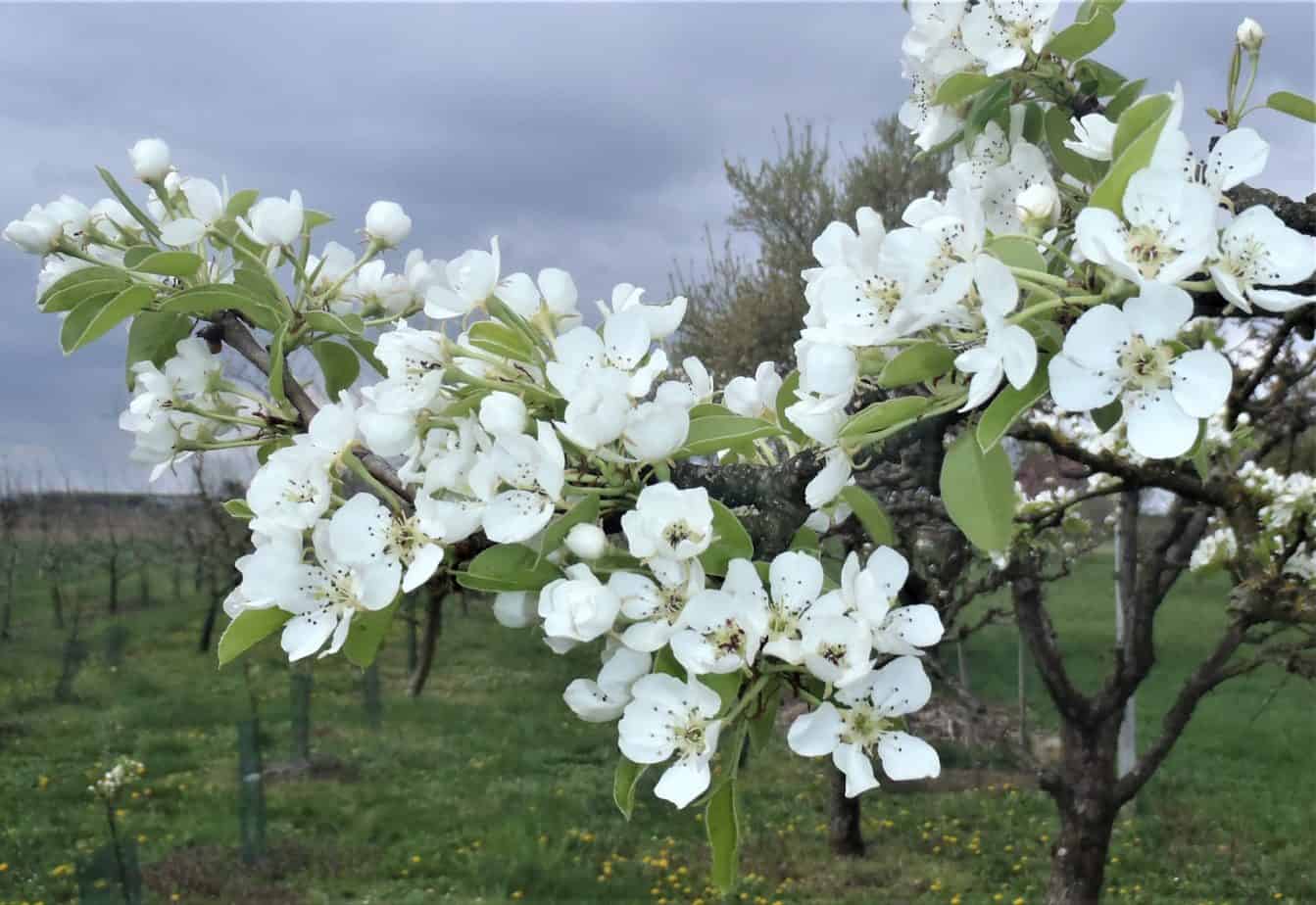 Zaštitite jabuke i kruške od bolesti i pripremite voćnjake na mraz! Zaštitite jabuke i kruške od bolesti i pripremite voćnjake na mraz!