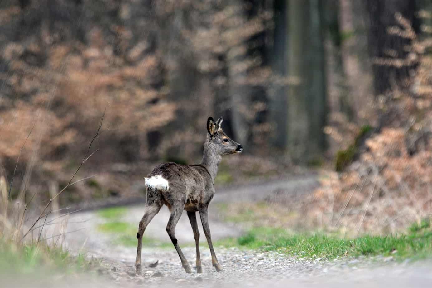 Pročitajte na kojim prometnicama valja posebno pripaziti Ilustracija