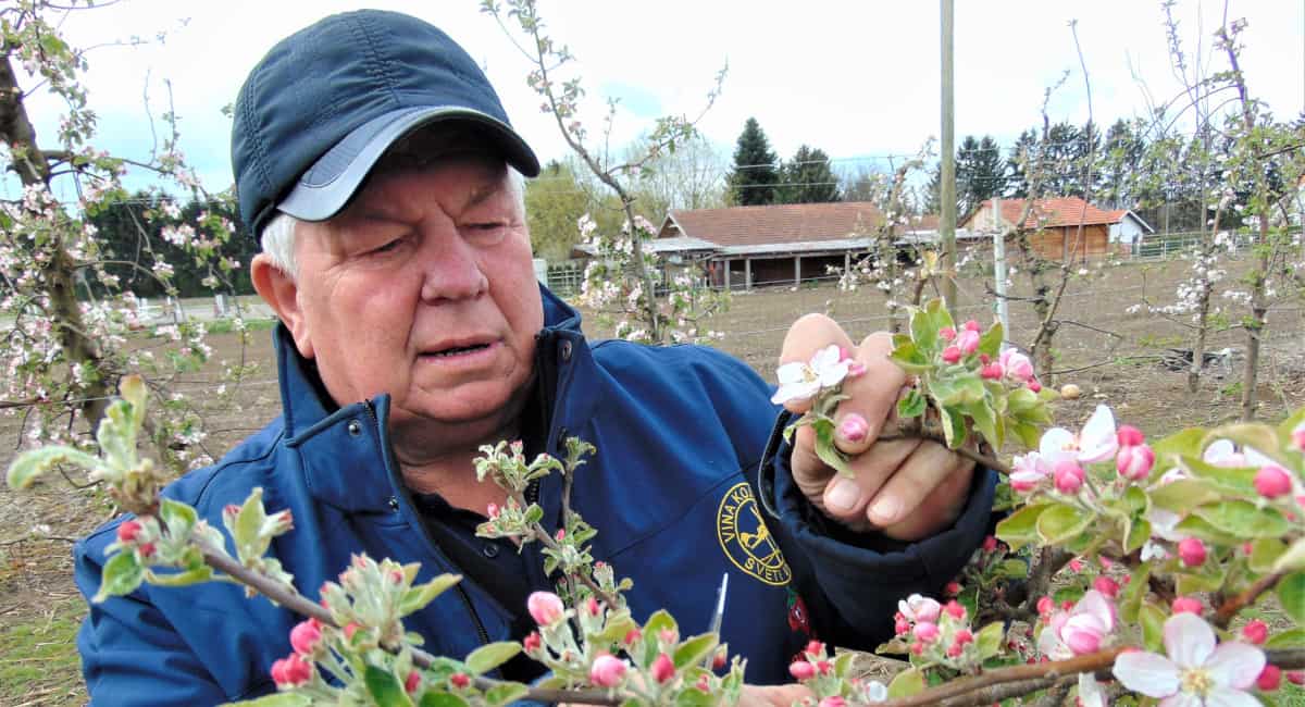 Mraz i ove godine uništio trud međimurskih voćara! Mraz i ove godine uništio trud međimurskih voćara!