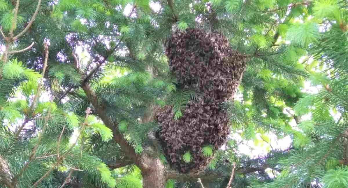 Doletio roj pčela i smjestio se na mladu jelu! Doletio roj pčela i smjestio se na mladu jelu!