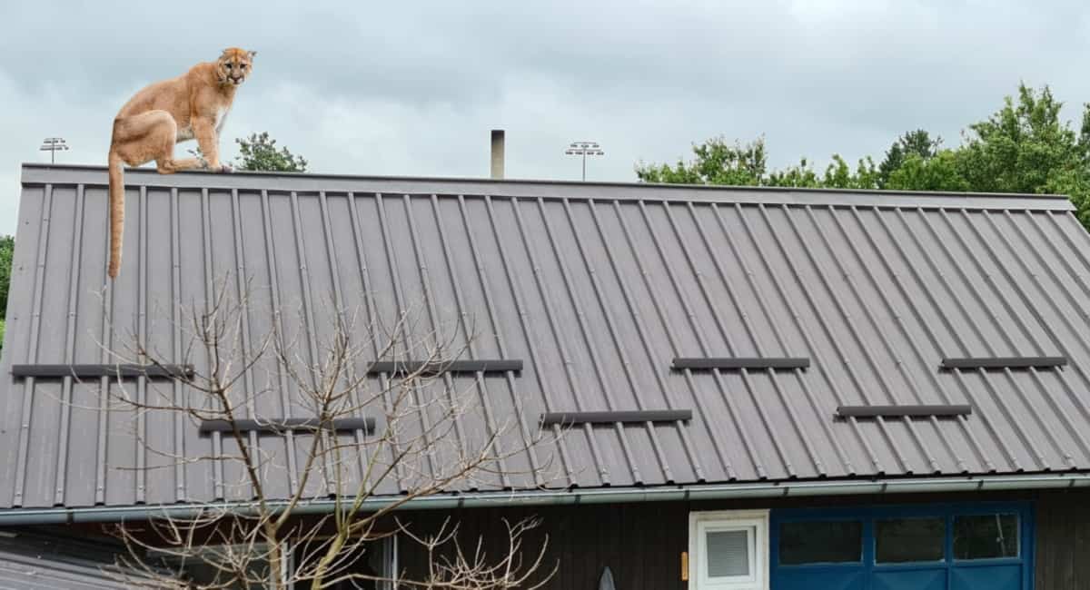 Razgovarali smo s Palovčanom koji je uvjeren da je prekjučer vidio pumu Razgovarali smo s Palovčanom koji je uvjeren da je prekjučer vidio pumu