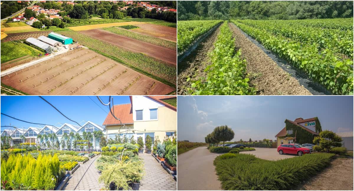 Rasadnici Iva i Žižek među TOP 10 najvećih rasadnika u Hrvatskoj Rasadnici Iva i Žižek među TOP 10 najvećih rasadnika u Hrvatskoj