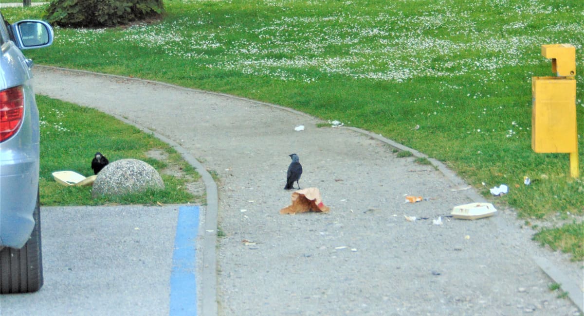 Vrane opet gospodare čakovečkim parkom! Vrane opet gospodare čakovečkim parkom!