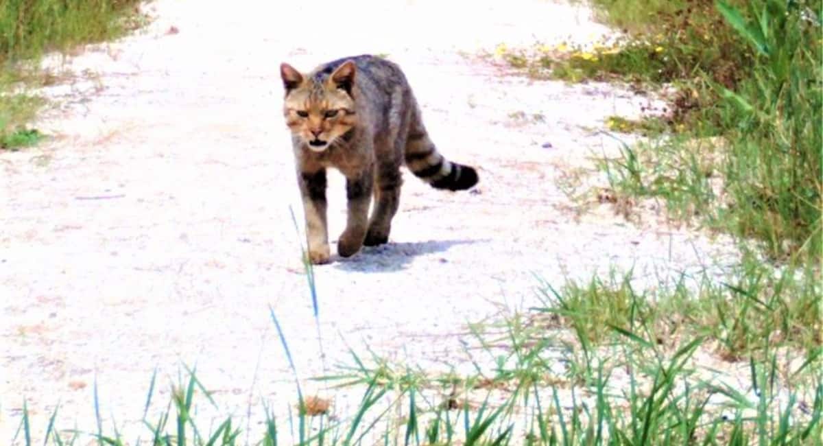 Je li puma zapravo dabar ili divlja mačka? Je li puma zapravo dabar ili divlja mačka?