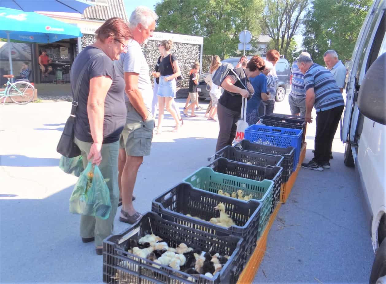Dečki iz valionice Jambrović picekima častili kupce Dečki iz valionice Jambrović picekima častili kupce