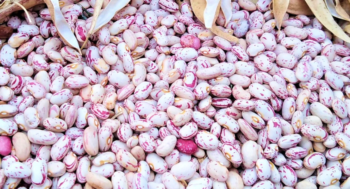 Mladi grah s 22 kune pao na 13 kuna po kilogramu! Mladi grah s 22 kune pao na 13 kuna po kilogramu!