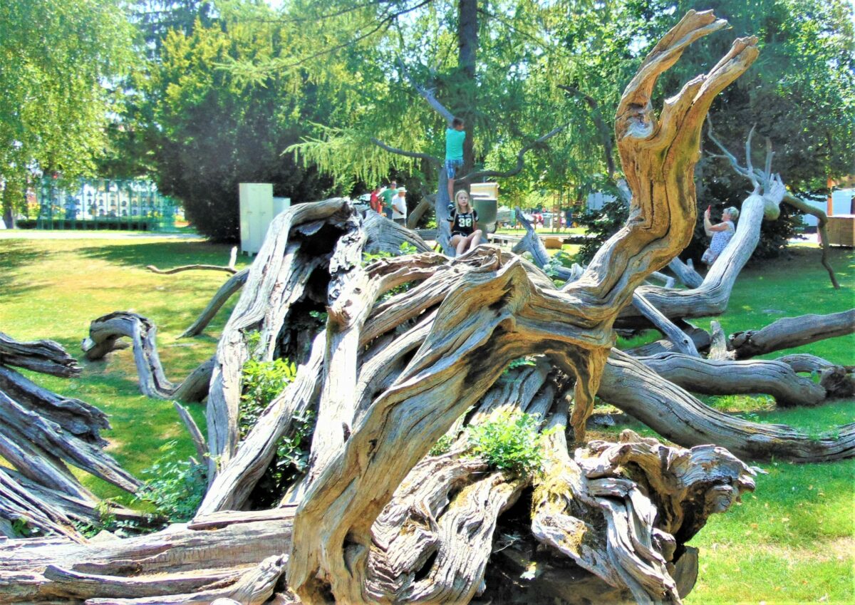 Atraktivna stara akacija za jedinstvene foto-uspomene Atraktivna stara akacija za jedinstvene foto-uspomene