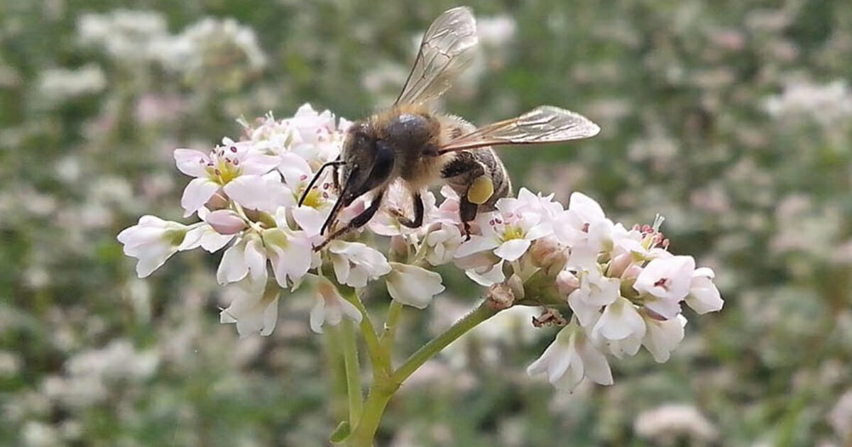 Kakva je zapravo budućnost pčelarstva, a time i čovječanstva!? Kakva je zapravo budućnost pčelarstva, a time i čovječanstva!?
