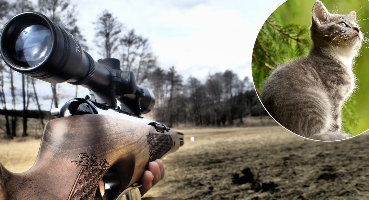 Nepoznati počinitelj zračnom puškom ubio mačku, vlasnik (49) ju pronašao u polju Nepoznati počinitelj zračnom puškom ubio mačku, vlasnik (49) ju pronašao u polju