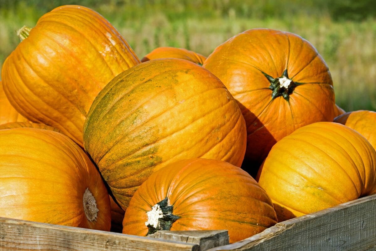 pumpkin-2715052_1920