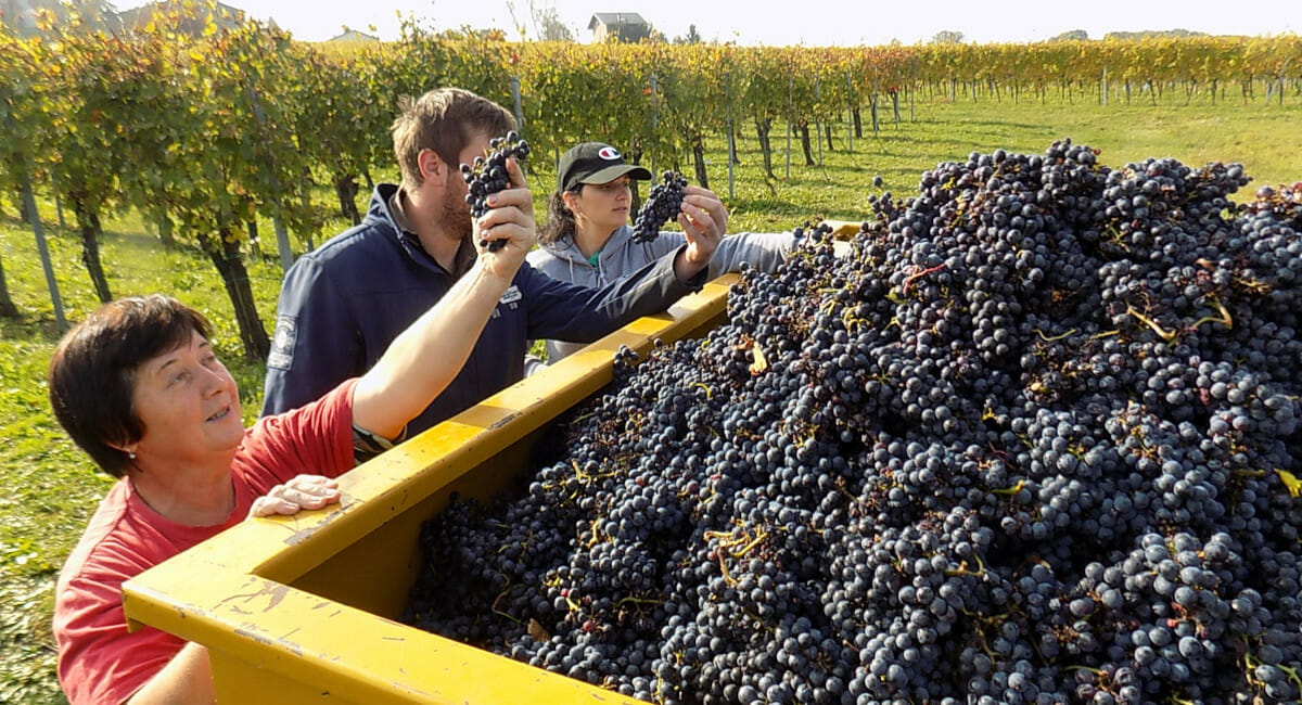 Grozdja je dosta, daj Bog da sve prodamo Grozdja je dosta, daj Bog da sve prodamo