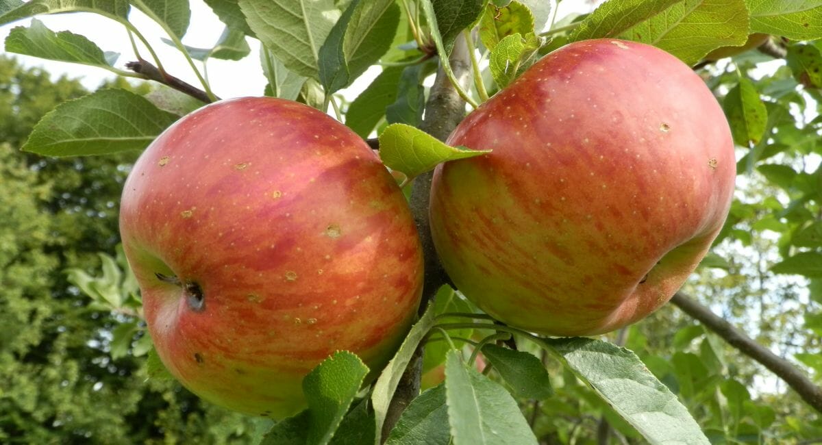 Svjetski dan jabuke u voćnjaku starinskih sorti jabuka u Brezovcu Svjetski dan jabuke u voćnjaku starinskih sorti jabuka u Brezovcu