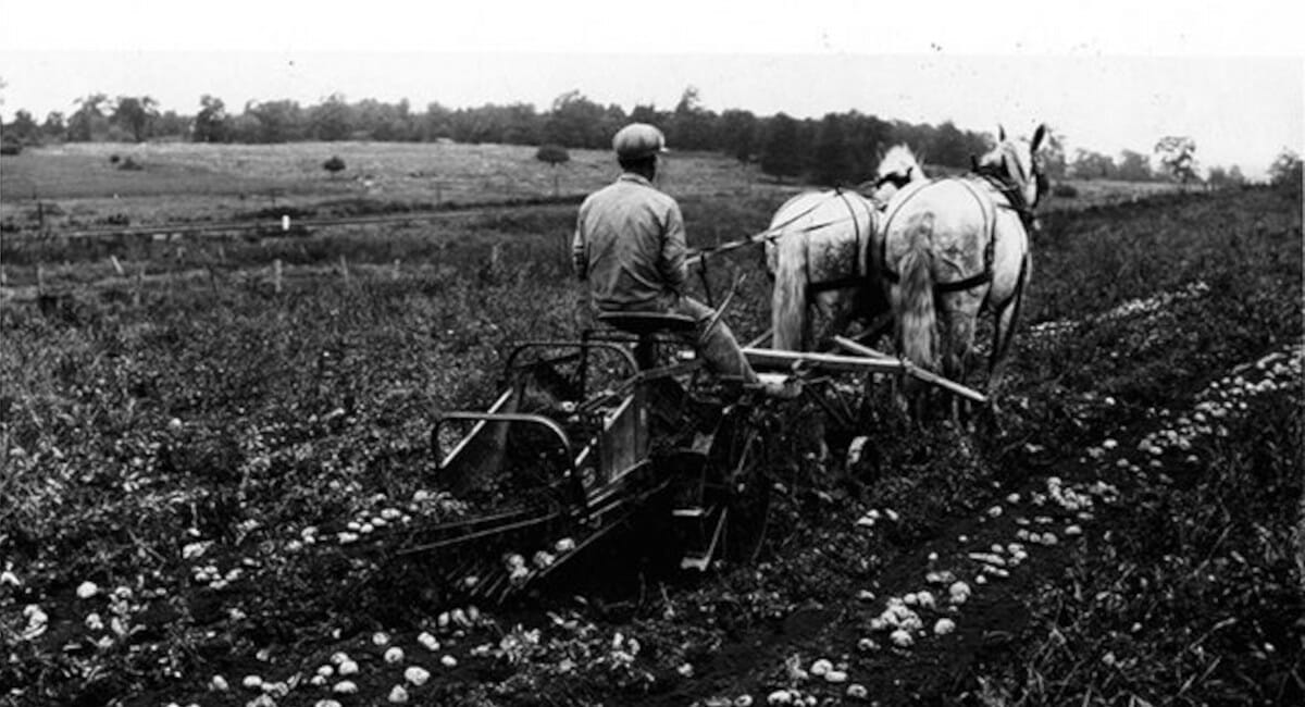 Katanci su bili vojnici, Sakači kuhari, Pintari bačvari, a Varge postolari Katanci su bili vojnici, Sakači kuhari, Pintari bačvari, a Varge postolari
