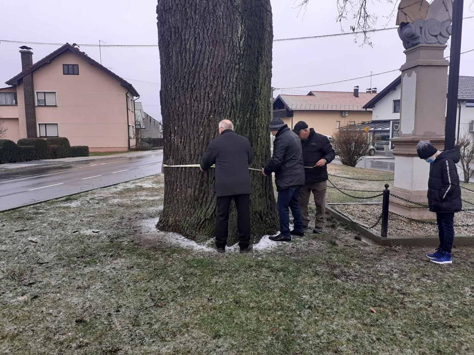 Mjerenje hrasta lužnjaka imena Arpad Mjerenje hrasta lužnjaka imena Arpad