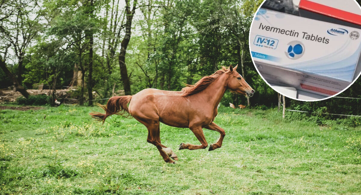 Podravski veterinari na meti antivaksera: ‘Radije bi pili Ivermektin nego se cijepili’ Podravski veterinari na meti antivaksera: ‘Radije bi pili Ivermektin nego se cijepili’