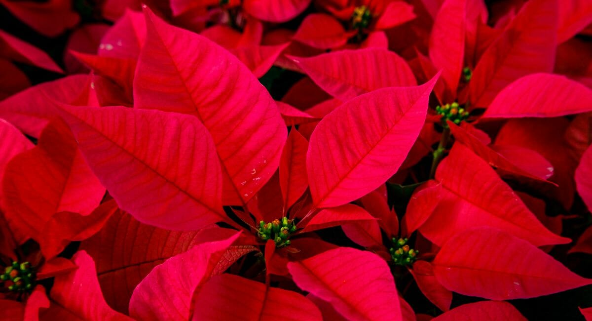 samantha-jean-zf5OR1a-anw-unsplash