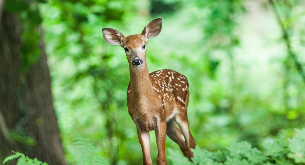 Na dionici Donji Mihaljevec – Draškovec učestali su izlasci divljači na kolnik Na dionici Donji Mihaljevec – Draškovec učestali su izlasci divljači na kolnik