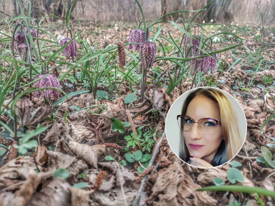 Kockavici nije mjesto u lončanicama Kockavici nije mjesto u lončanicama