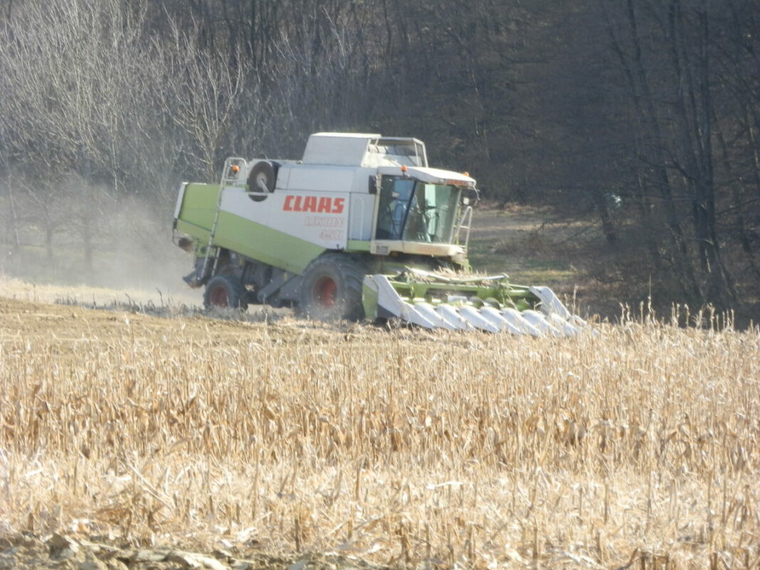 Kukuruz super kvalitetan i kao ‘šprih’ suh i mirisan Kukuruz super kvalitetan i kao ‘šprih’ suh i mirisan