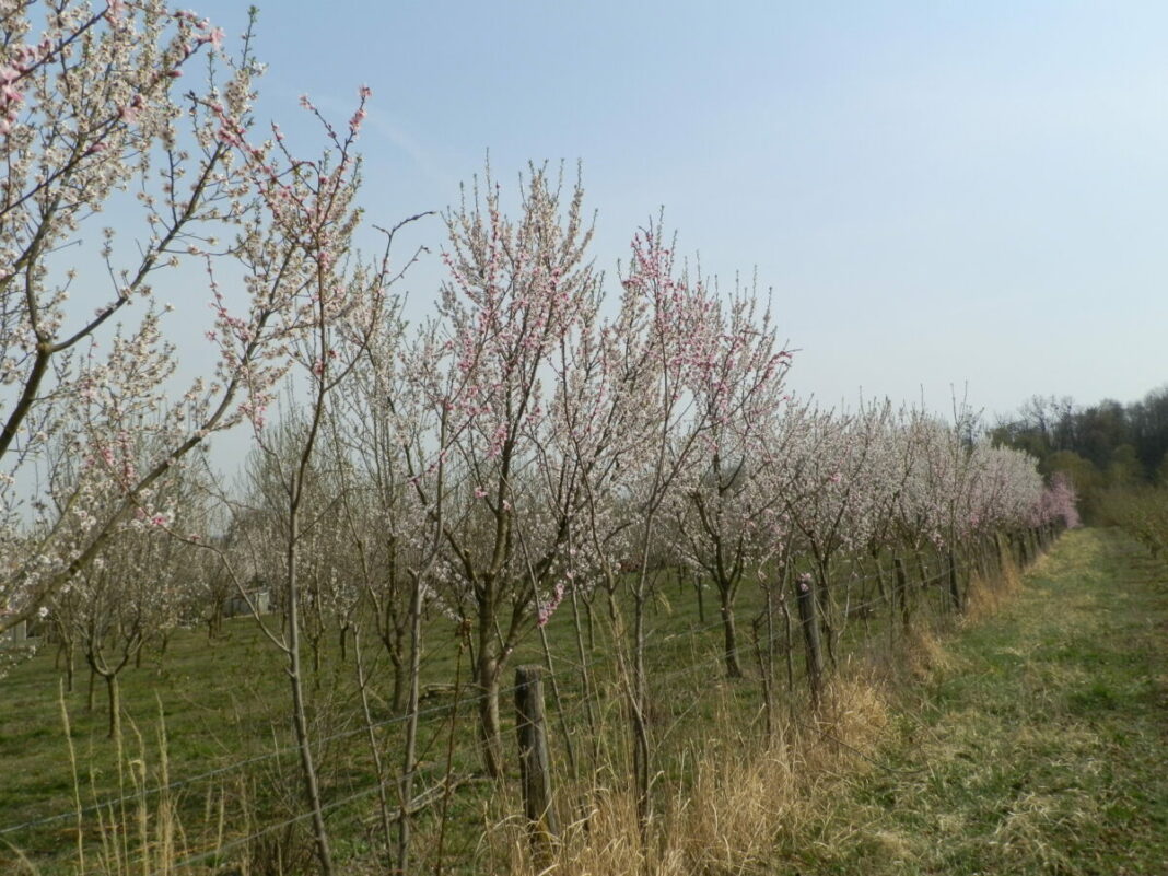 U punom cvatu je preko 400 badema U punom cvatu je preko 400 badema