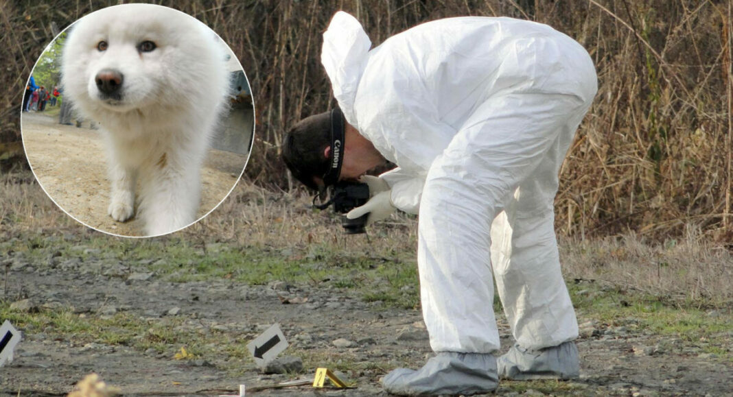 Damir Spehar/Pixsell Dusko Jaramaz/Pixsell