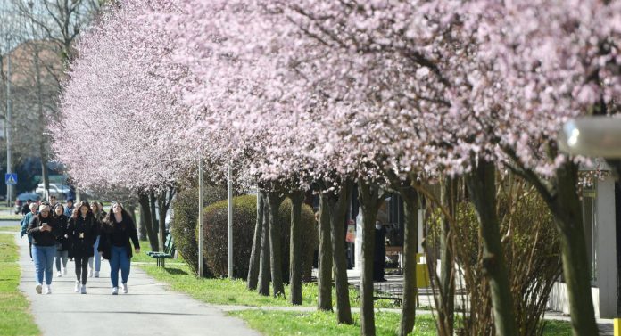Čakovec: Procvala japanska trešnja Vjeran Zganec Rogulja/PIXSELL