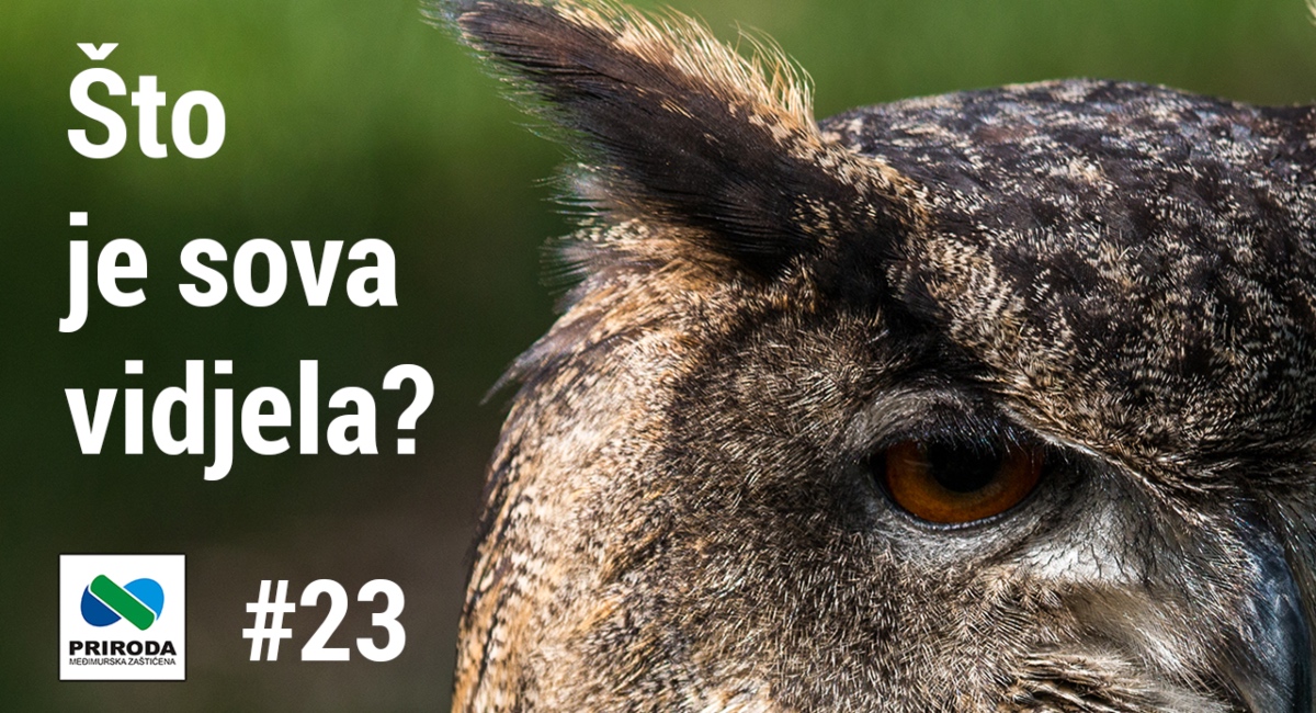 VIDEO: Što je sova vidjela?#23 – U kom grmu leži zec? VIDEO: Što je sova vidjela?#23 – U kom grmu leži zec?