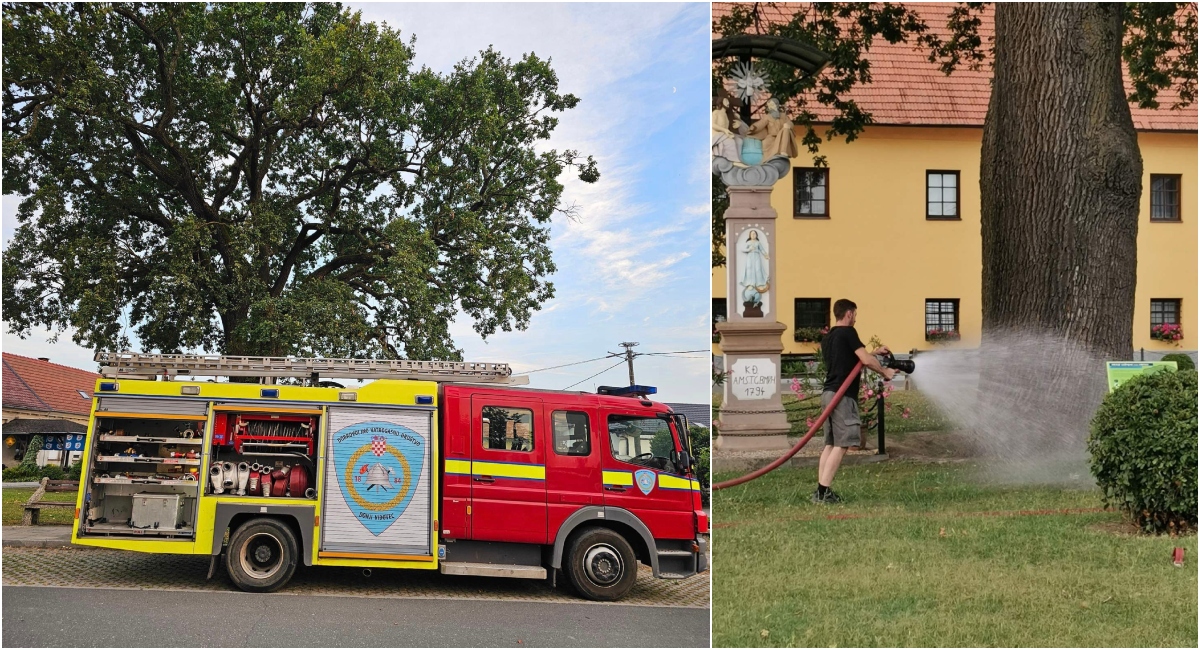 Vatrogasci brinu za stoljetni hrast Arpad Vatrogasci brinu za stoljetni hrast Arpad