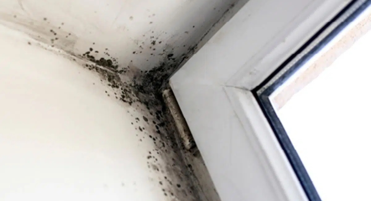 Kako se učinkovito boriti protiv vlage i plijesni u vlastitom domu? Kako se učinkovito boriti protiv vlage i plijesni u vlastitom domu?