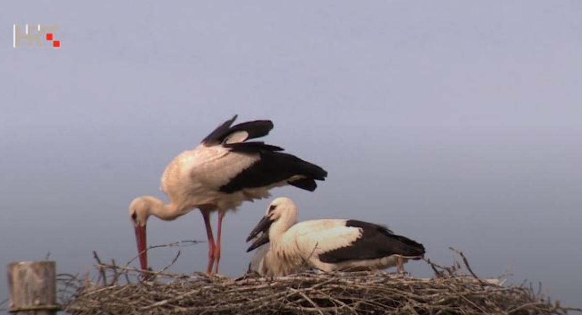Bračni par Lipović i “njihove” rode Bračni par Lipović i “njihove” rode