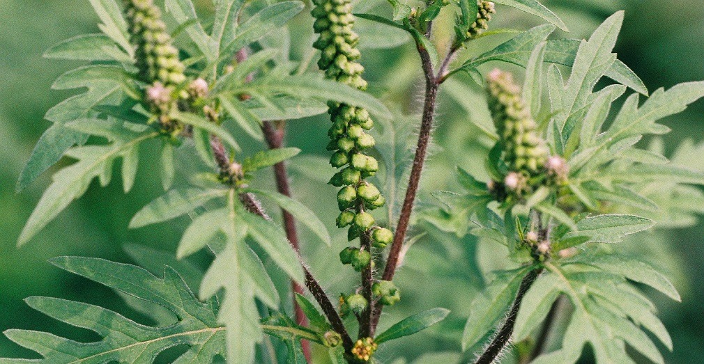Općina Strahoninec: ‘Dužni ste redovito uklanjati ambroziju!’ Općina Strahoninec: ‘Dužni ste redovito uklanjati ambroziju!’