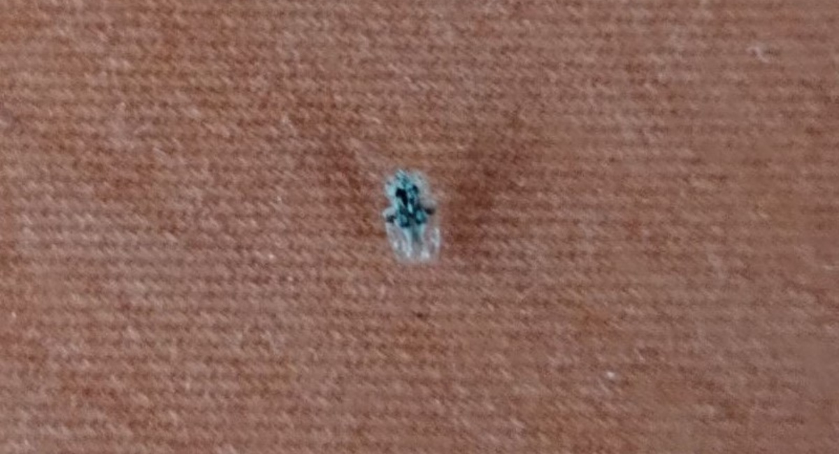 FOTO/VIDEO Imate li i vi problema s dosadnim mrežastim stjenicama, koje su okupirale cijelo Međimurje!? Užas! FOTO/VIDEO Imate li i vi problema s dosadnim mrežastim stjenicama, koje su okupirale cijelo Međimurje!? Užas!