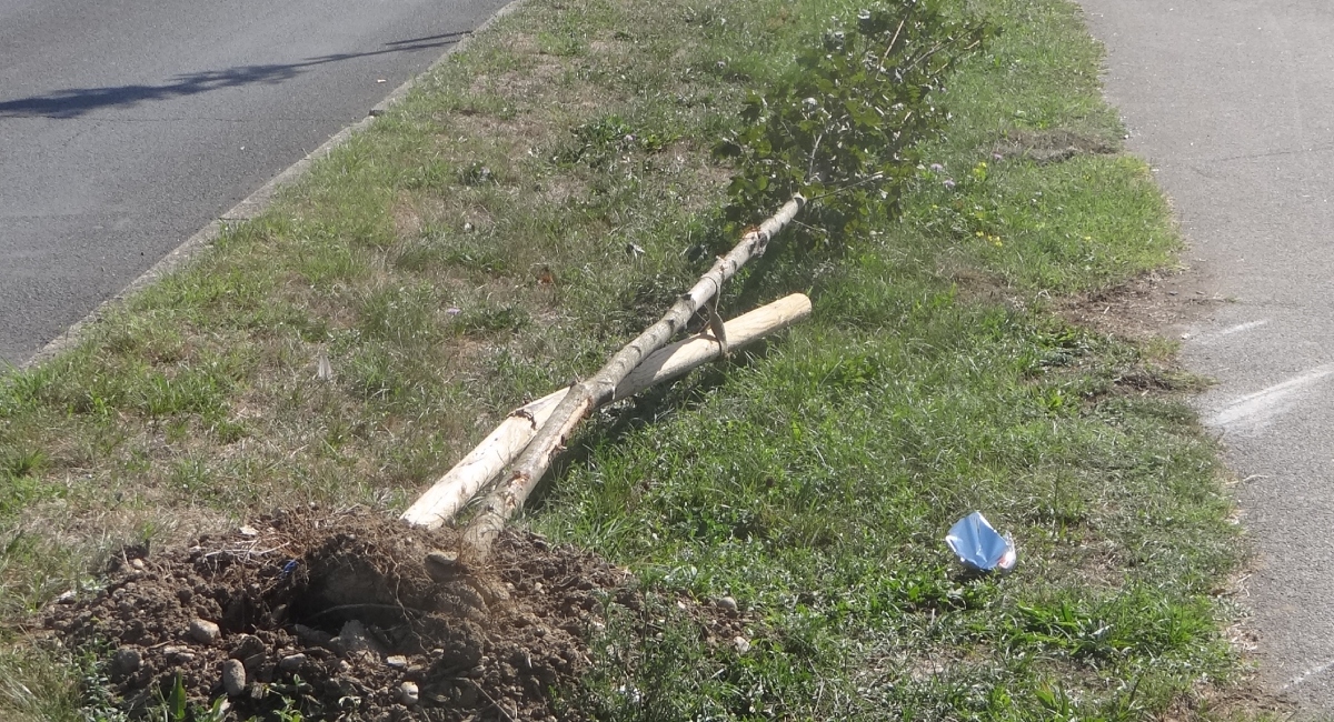 Uništena mladica stabla čeka zamjenu nakon prometne nesreće Uništena mladica stabla čeka zamjenu nakon prometne nesreće