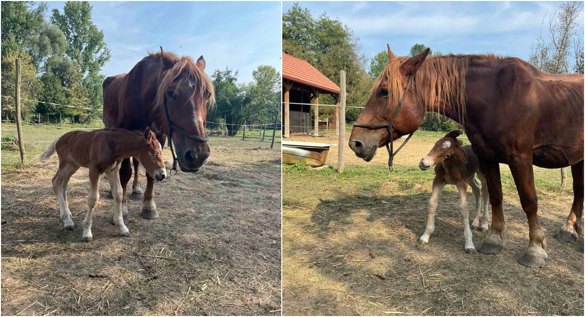 Udruga uzgajivača međimurskog konja dobila prvo ždrijebe u svojem vlasništvu Udruga uzgajivača međimurskog konja dobila prvo ždrijebe u svojem vlasništvu