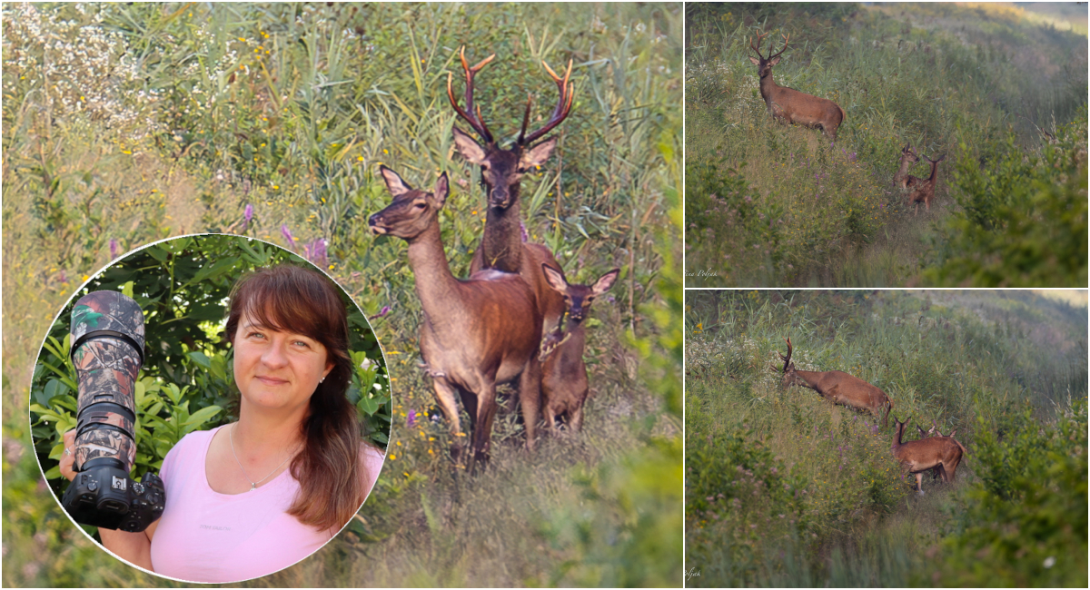 KAO U CRTIĆU ‘BAMBI’! Kristina Poljak snimila cijelu obitelj na okupu: jelena, košutu i dva telića! KAO U CRTIĆU ‘BAMBI’! Kristina Poljak snimila cijelu obitelj na okupu: jelena, košutu i dva telića!
