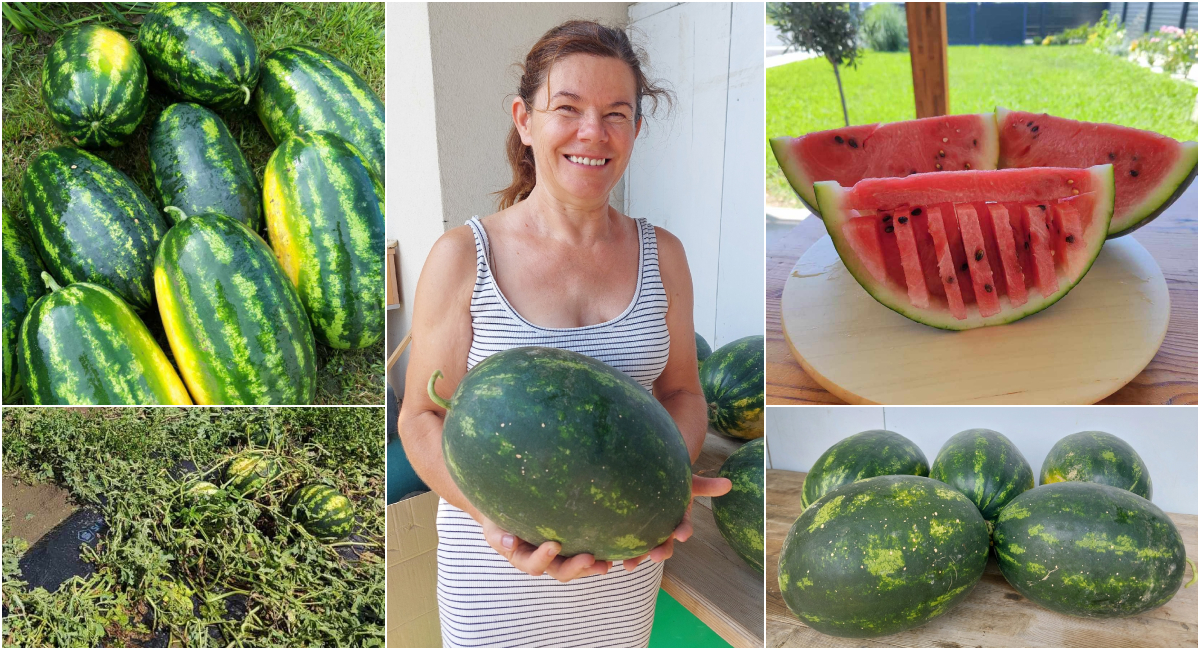 FOTO Svi su ludi za lubenicama OPG-a Voćarstvo Zadravec iz Donjeg Mihaljevca! FOTO Svi su ludi za lubenicama OPG-a Voćarstvo Zadravec iz Donjeg Mihaljevca!