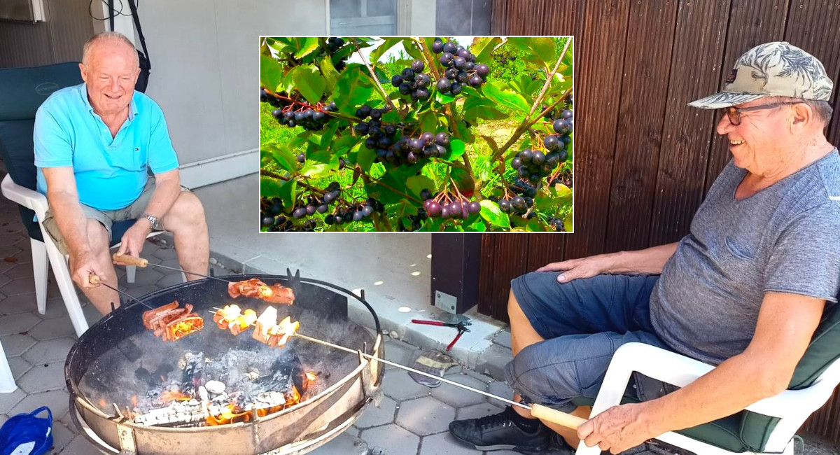 Poslije branja aronije, umirovljenici se počastili pečenim špekom i jegerom! Poslije branja aronije, umirovljenici se počastili pečenim špekom i jegerom!