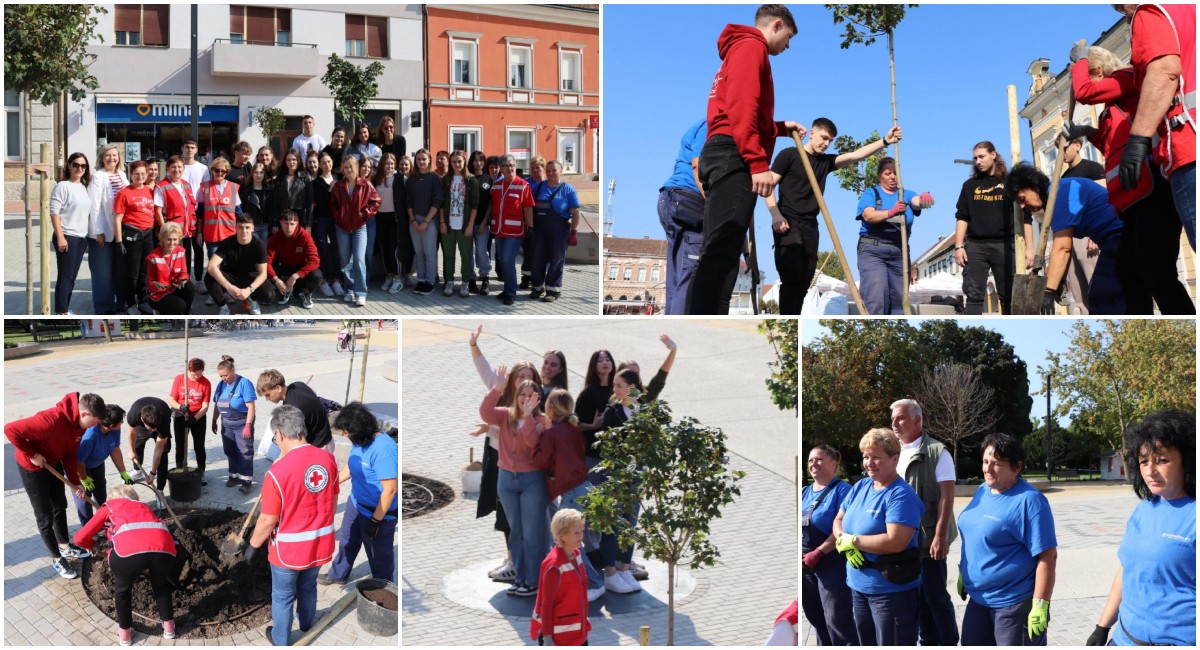 FOTO Učenici Gimnazije Fran Galović i Komunalac sadnjom stabala uljepšali Zrinski trg FOTO Učenici Gimnazije Fran Galović i Komunalac sadnjom stabala uljepšali Zrinski trg
