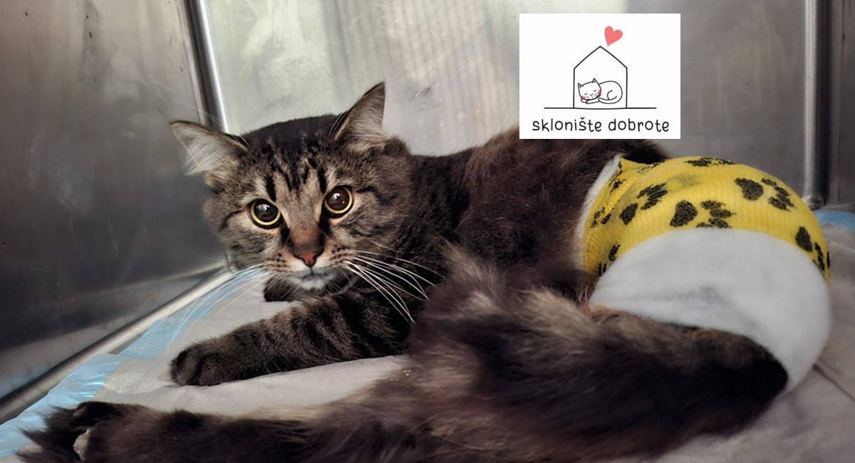 Ostvaren san! Udruga za zaštitu mačaka ‘Sklonište dobrote’ kupila je kuću za napuštene mace! Ostvaren san! Udruga za zaštitu mačaka ‘Sklonište dobrote’ kupila je kuću za napuštene mace!
