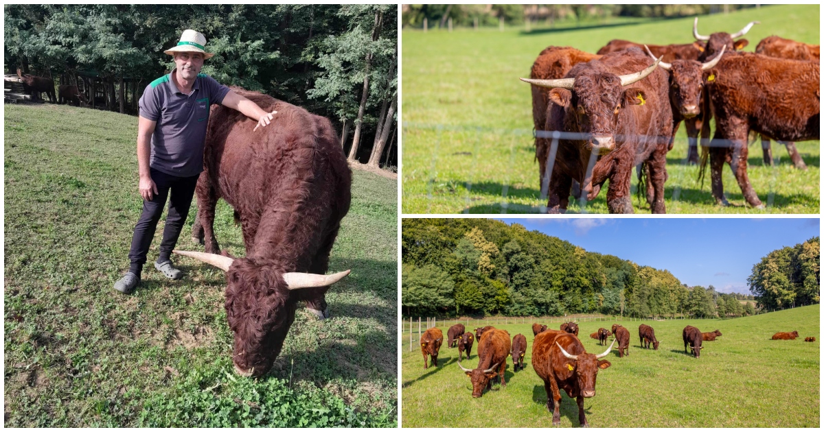 FOTO Današnji ‘rođendanko’ Zlatko Grubić, vlasnik je jedine međimurske farme koja uzgaja Salers govedo FOTO Današnji ‘rođendanko’ Zlatko Grubić, vlasnik je jedine međimurske farme koja uzgaja Salers govedo