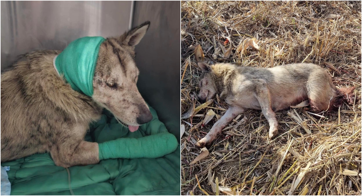 Muškarac (58) osumnjičen da je kujicu osakatio kombajnom Muškarac (58) osumnjičen da je kujicu osakatio kombajnom