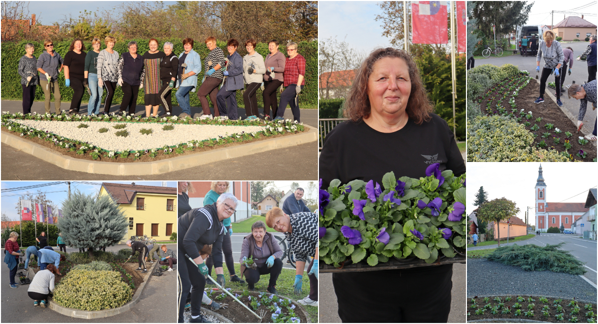 FOTO Prelijepo! Članice Društva žena Amalija Kranjec posadile 1100 sadnica maćuhica! FOTO Prelijepo! Članice Društva žena Amalija Kranjec posadile 1100 sadnica maćuhica!