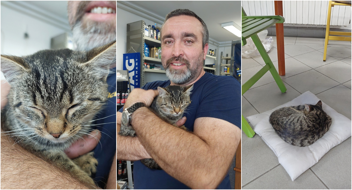 Maca dolutala u autoservis Slavka Jevtića i ostala: unijela je vedrinu u radionu! Maca dolutala u autoservis Slavka Jevtića i ostala: unijela je vedrinu u radionu!