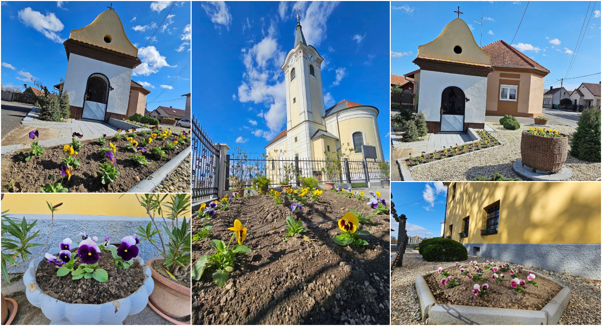 FOTO Prekrasno! 550 razloga (sadnica maćuhica) za još ljepši Donji Vidovec! FOTO Prekrasno! 550 razloga (sadnica maćuhica) za još ljepši Donji Vidovec!