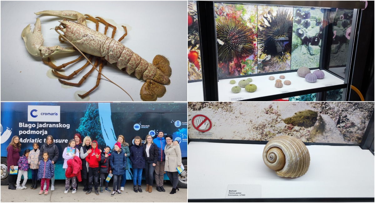 Učenici iz Centra za odgoj i obrazovanje Čakovec imaju priliku upoznati se s blagom Jadrana! Učenici iz Centra za odgoj i obrazovanje Čakovec imaju priliku upoznati se s blagom Jadrana!