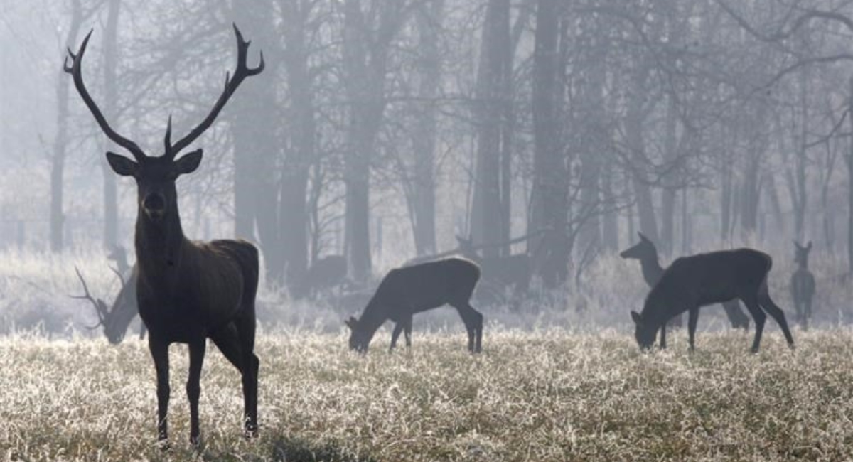 Opasnost od naleta na divljač na međimurskim cestama Opasnost od naleta na divljač na međimurskim cestama