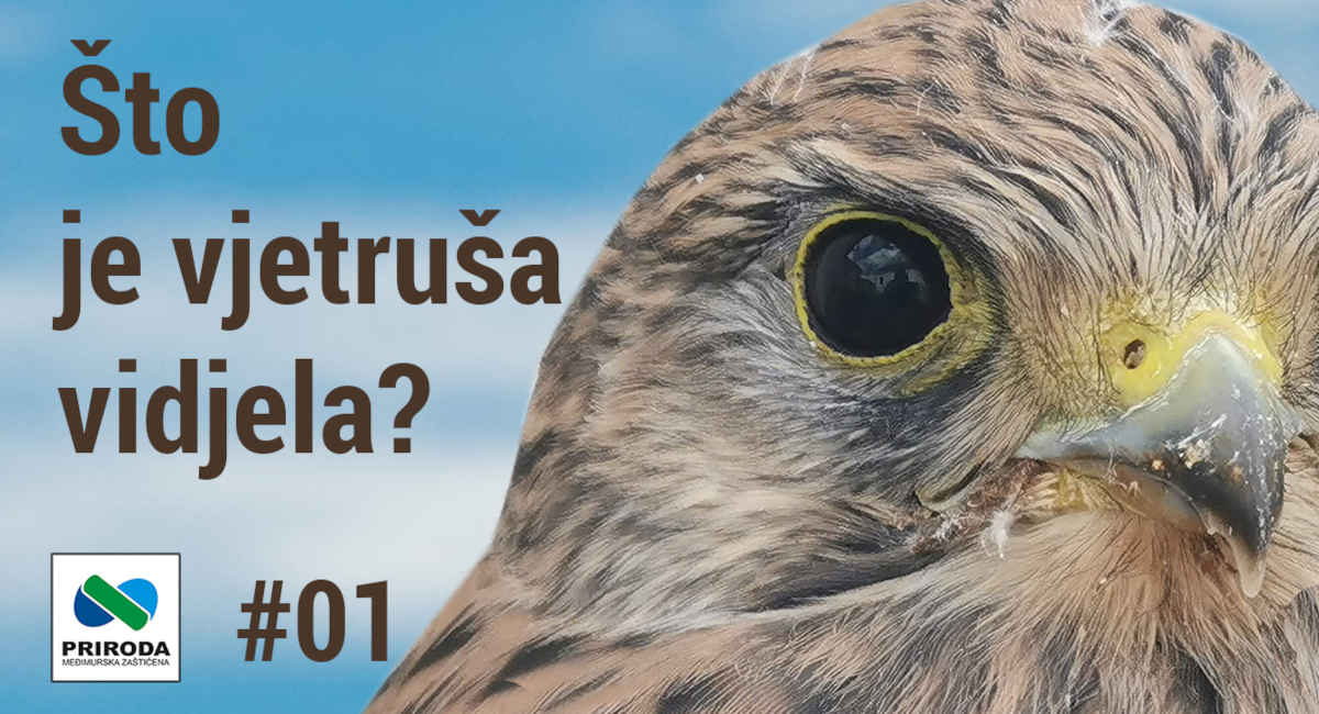 Što je vjetruša zanimljivog vidjela? Što je vjetruša zanimljivog vidjela?