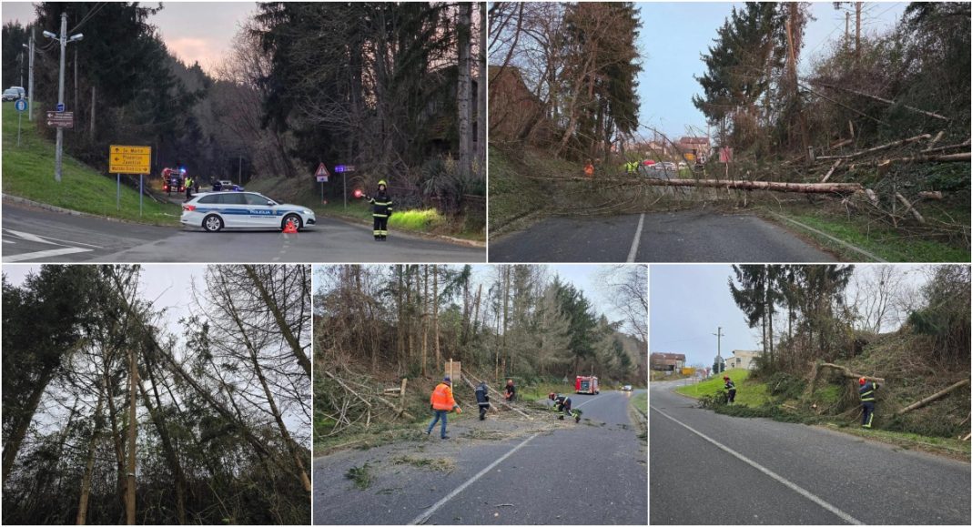 FOTO Vatrogasci uklonili opasnost s ceste nakon pada trulih borova u Selnici FOTO Vatrogasci uklonili opasnost s ceste nakon pada trulih borova u Selnici